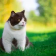 Kot brytyjski dla alergika - zastrzeżenia i porady