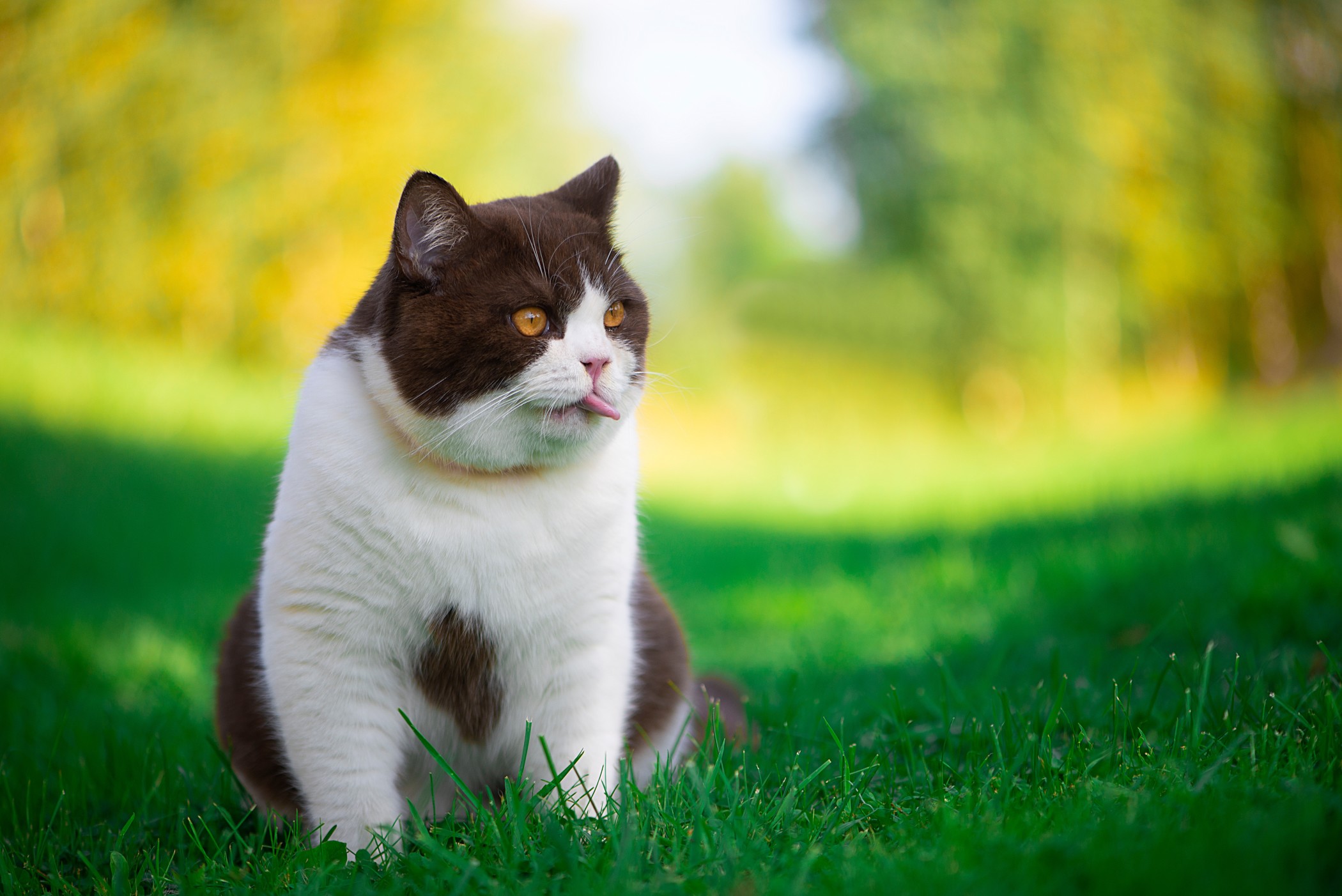 Kot brytyjski dla alergika – zastrzeżenia i porady