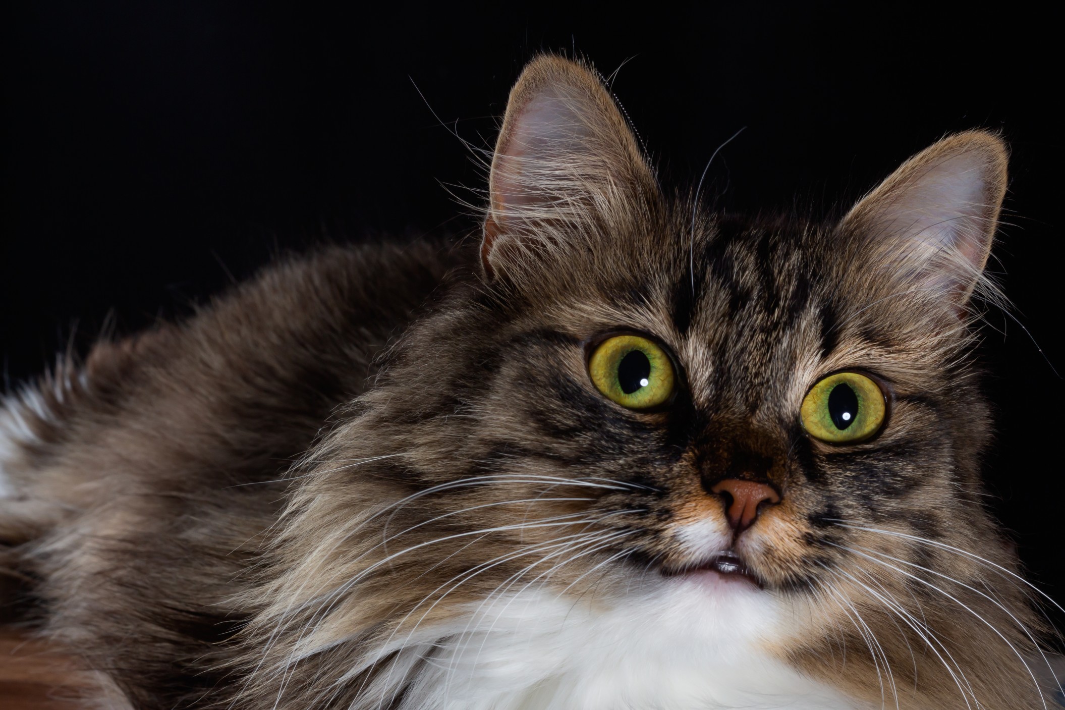 Ile średnio waży Kot Syberyjski i jaką powinien mieć dietę?