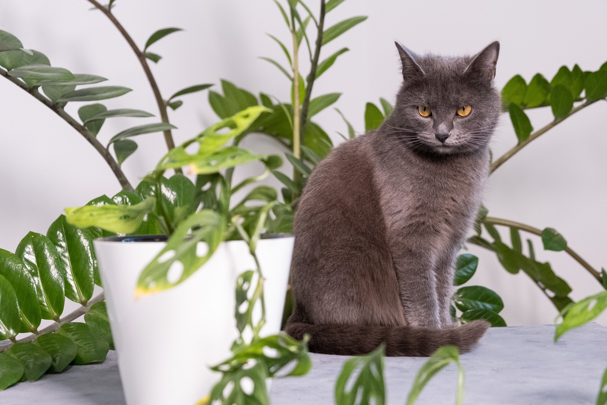 Kot Syberyjski – wykorzystanie w felinoterapii