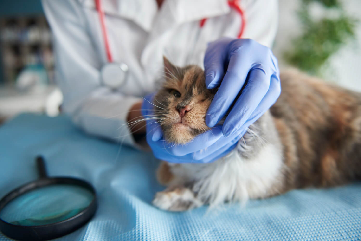 L4 na zwierzęta – czy można uzyskać zwolnienie z powodu chorego kota?
