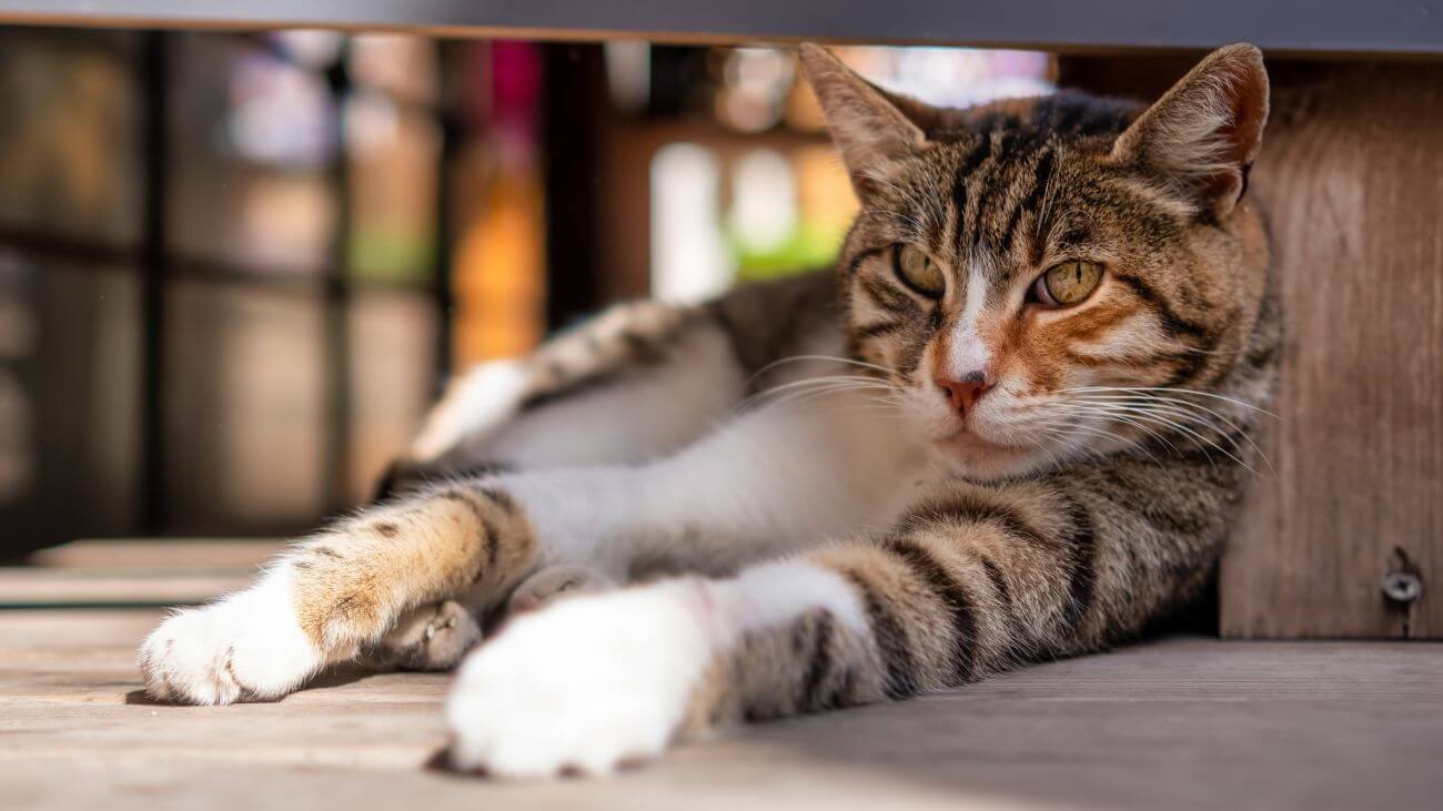 Czy koty mogą przeczuć zbliżającą się śmierć człowieka?￼