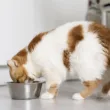 Czy kocie jedzenie jest szkodliwe dla psa