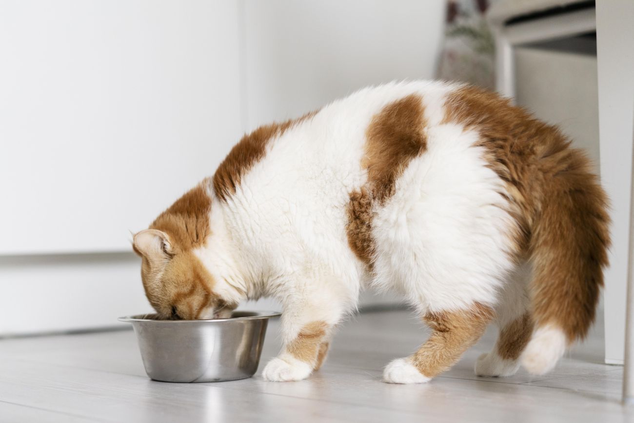 Czy kocie jedzenie jest szkodliwe dla psa